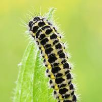 Burnet Moth caterpillar 2 OLYMPUS DIGITAL CAMERA